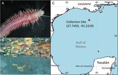 Genetic features of the marine polychaete Sirsoe methanicola from metagenomic data